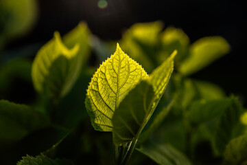 Young green leaves in the light of the setting sun.