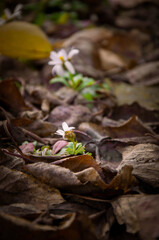 Tiny White Wildflower Emerging from a Carpet of Dark, Dried Autumn Leaves