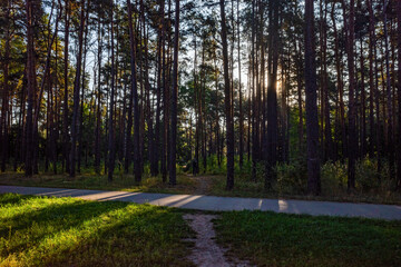 Obraz premium Scenic Park Path Through Dark Pine Forest with Bright Sunlight