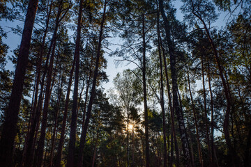 Obraz premium Sunburst through tall trees in a forest, looking up from below