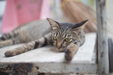 portrait of a cat © ChubbyKT