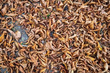 Close-up of a pile of dry, brown autumn leaves on the ground
