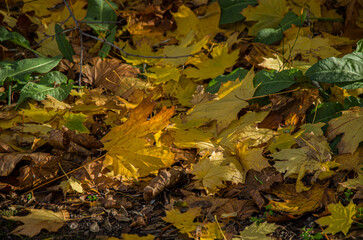 Golden Yellow and Brown Maple Leaves on Forest Floor in Autumn Sunlight