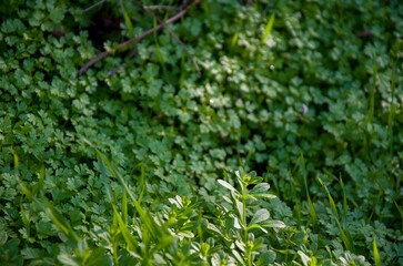 Vibrant Green Ground Cover and Wild Grass Texture in Spring Sunlight