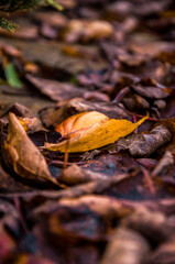 Single Golden Leaf Against Dark Autumn Foliage