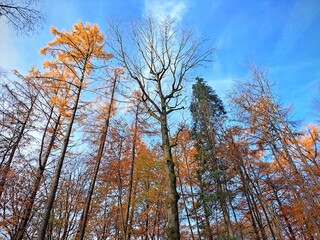 Bottom view of trees with bright autumn leaves with yellow, orange, red and brown colors on blue sky background. Autumn natural landscape of wild forest. Background texture. .