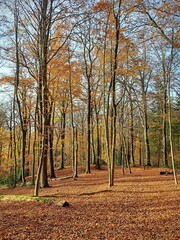 Autumn forest background with fallen brown and orange leaves on the ground. Autumn forest nature. .
