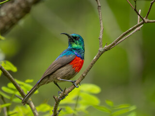 Doppelband-Nektarvogel