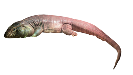 Red Tegu Lizard (Salvator rufescens) Isolated on a White Background with Copy Text Space. Large South American Reptile for Wildlife Education, Nature Posters, and Scientific Illustrations. PNG File