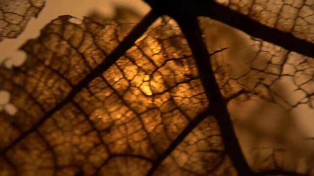 Macro close up of autumn leaf veins glowing.