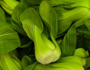 Fototapeta premium close up of fresh bok choy at an outdoor market