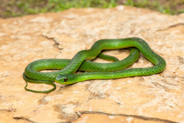 Fototapeta premium A cute eastern Natal green snake (Philothamnus natalensis) posed on a rock. A non-venomous southern African endemic snake