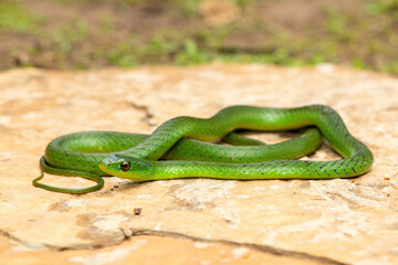 A cute eastern Natal green snake (Philothamnus natalensis) posed on a rock. A non-venomous southern African endemic snake