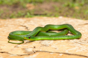 Obraz premium A cute eastern Natal green snake (Philothamnus natalensis) posed on a rock. A non-venomous southern African endemic snake