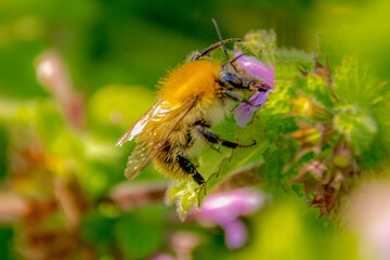 Close up of a fluffy bumblebee collecting nectar from tiny purple flower on a bright sunny summer day