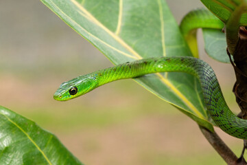 Close-up of a cute eastern Natal green snake (Philothamnus natalensis) in a small tree. A non-venomous southern African endemic snake