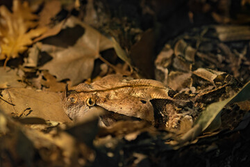 Gaboon Viper Camouflaged Among Dry Leaves on the Forest Floor