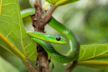 Close-up of a cute eastern Natal green snake (Philothamnus natalensis) in a small tree. A non-venomous southern African endemic snake