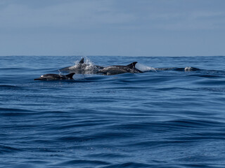 Fototapeta premium Delfin