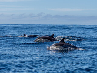 Fototapeta premium Delfin