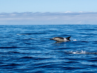 Fototapeta premium Delfin