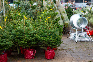Fototapeta premium Sale of live Christmas trees in pots with a netting machine positioned nearby at an urban seasonal stand