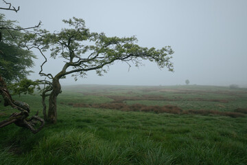A solitary tree stands in a foggy meadow during early morning. Mist covers the landscape, creating a calm and mysterious atmosphere. Peaceful nature scene. West Lothian, Scotland