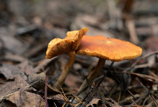 Spectacular Rustgill (Gymnopilus junonius) Mushrooms Growing on Forest Floor