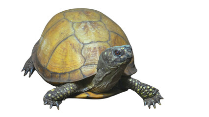 Russian Tortoise (Testudo horsfieldii) Isolated on a White Background with Copy Text Space. Desert Tortoise Element for Wildlife Posters, Educational Illustrations, and Nature-Themed Designs. PNG File