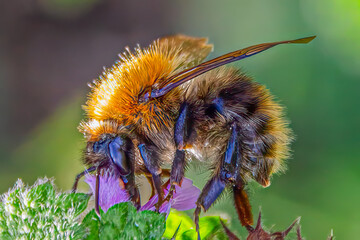 Extreme macro close up of a fluffy bumblebee Bombus species on a purple flower in bright natural light