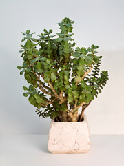 A healthy green succulent plant,  a jade, in a textured pinkish pot, set against a simple white background. Ideal for home decor or botanical themes.