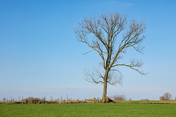 A majestic, bare tree dominates a vibrant green field under a wide, clear blue sky. This peaceful rural landscape evokes seasons changing and natural tranquility.