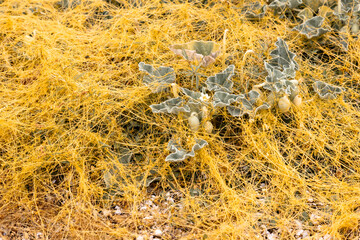 dodder (Cuscuta) - yellow parasitic plant wrapped around another plant on the ground