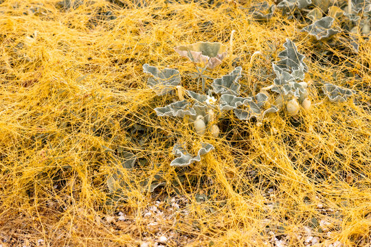 dodder (Cuscuta) - yellow parasitic plant wrapped around another plant on the ground
