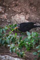 Fototapeta premium raven on the ground