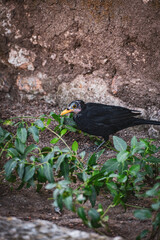 Fototapeta premium raven on the ground