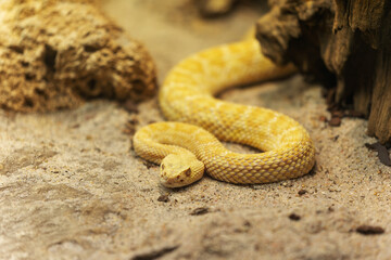 Albino Rattlesnake Coiled on Sand in Desert Habitat