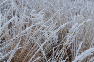 frozen grass in the snow