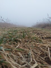 Fototapeta premium Foggy nature path with minimalistic mood