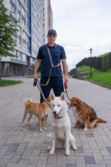 A man walks three different dogs.