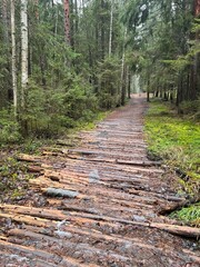 Path Through the Woods: A Log Walkway Leading into the Depth of a Pine Forest. Metaphorical Journey