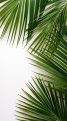Obraz premium Tropical green palm tree leaves create a border on a textured surface, providing a vibrant and fresh backdrop for summer-themed text