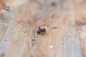 Closeup of a Carpenter Ant Chewing on Wood