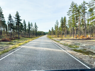 Straight asphalt road passing through a green pine forest in autumn
