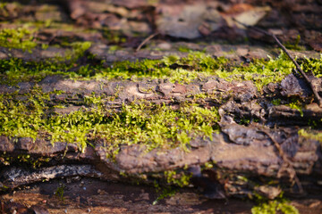 Green moss growing on tree bark texture. no people