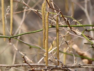 hazelnut plant spring growth (male pollen)