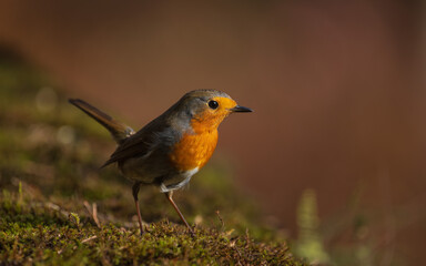 Closeup of european robin standing on the mossy ground with blur background