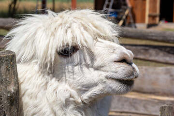 Fototapeta premium Llama with fluffy white fur standing near a wooden fence in the farmyard during midday sunlight