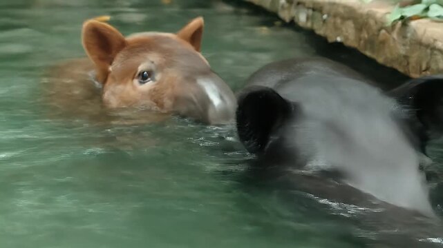 Two tapirs swimming in the water, enjoying the day.