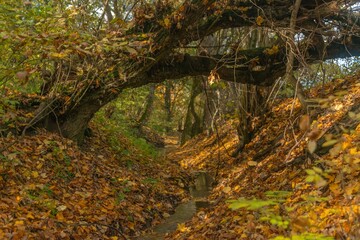 a stream in an autumn forest and a tree fallen on the banks of the riverbed, covered with fallen leaves on a sunny day in early November
